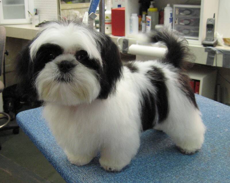 Shih Tzu White